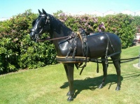 Staartriem met Culeron Marathon marathon_636758963